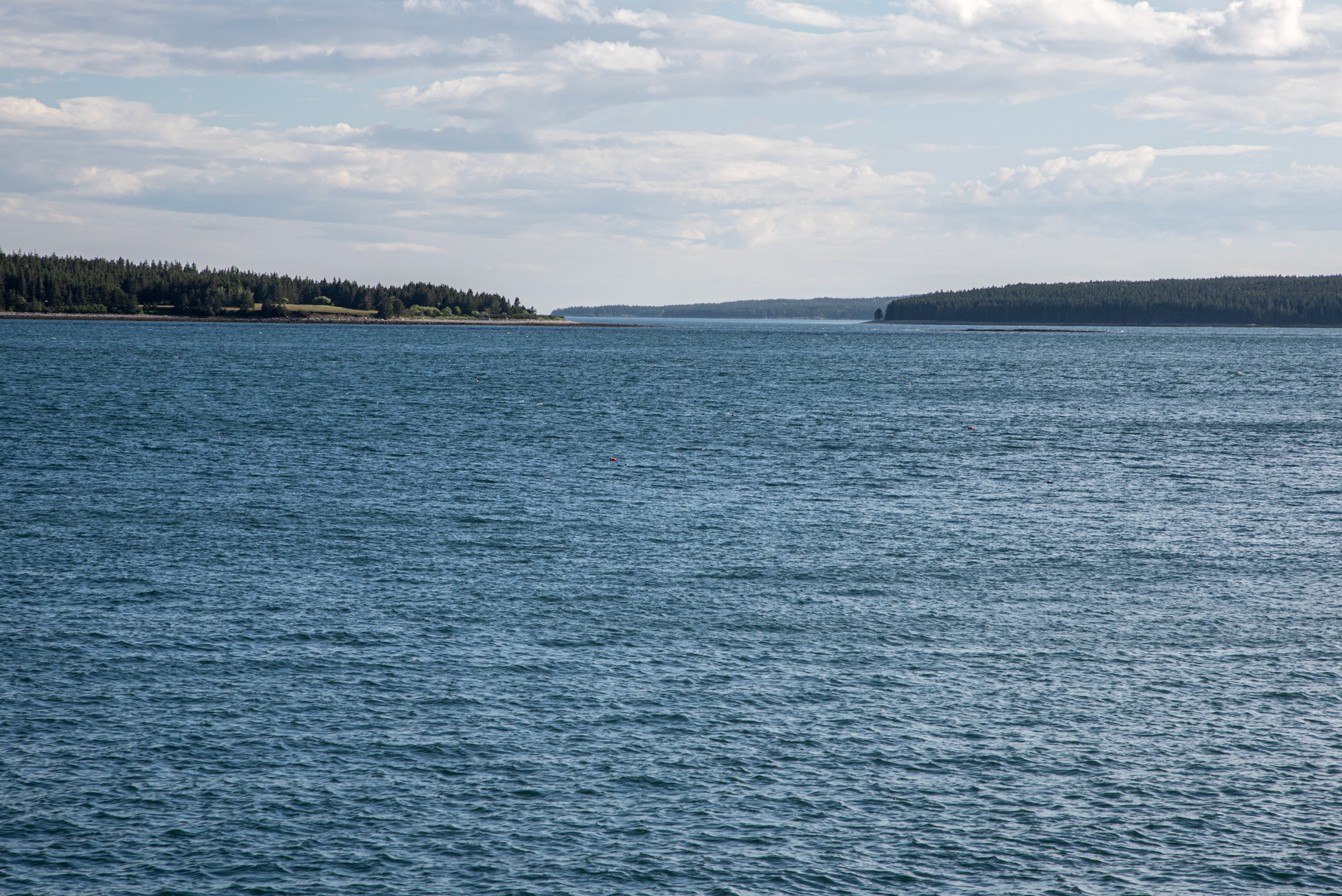 Where the Atlantic Meets the Pines — Soft light and gentle waves meet the forested shores of Maine's Atlantic coast.