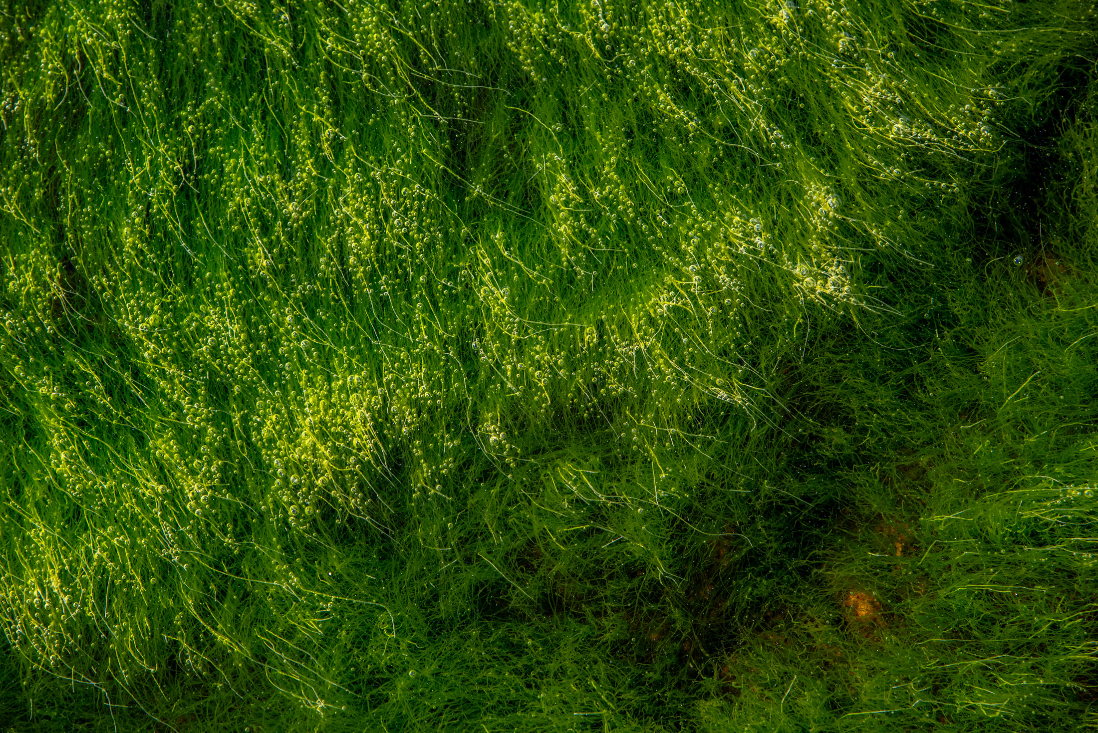 Brushstrokes in Green — Waves of green sweep across Acadia National Park like strokes from a painter's brush