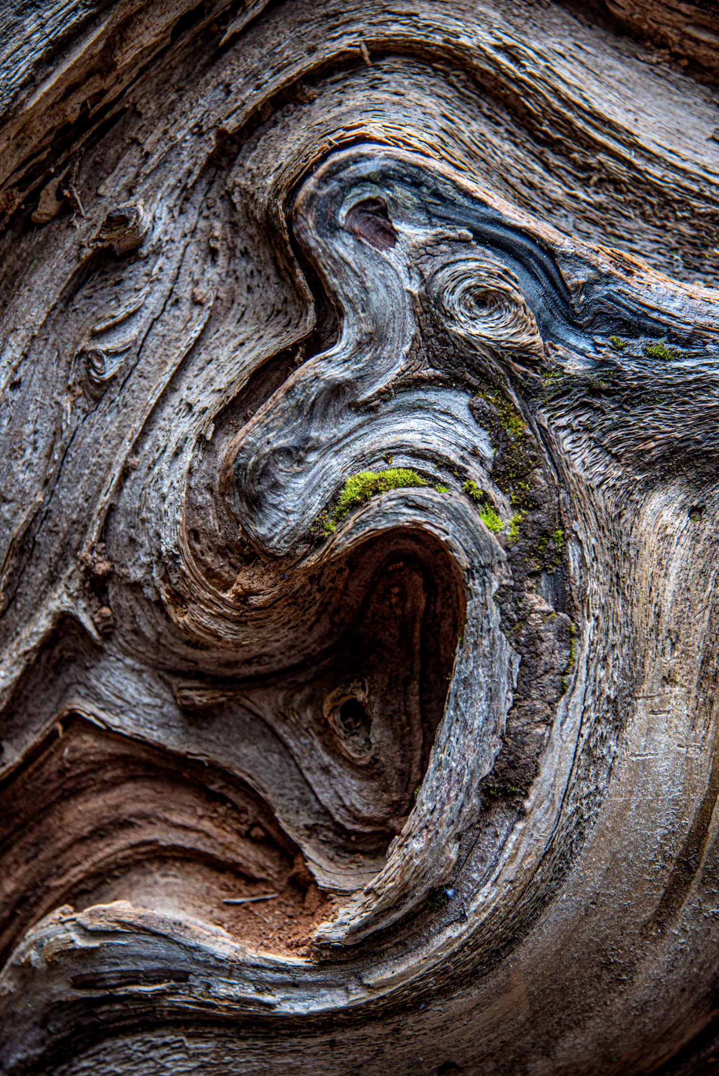 The Grain of Giants — Centuries of growth swirl through the weathered grain of a Mariposa Grove sequoia