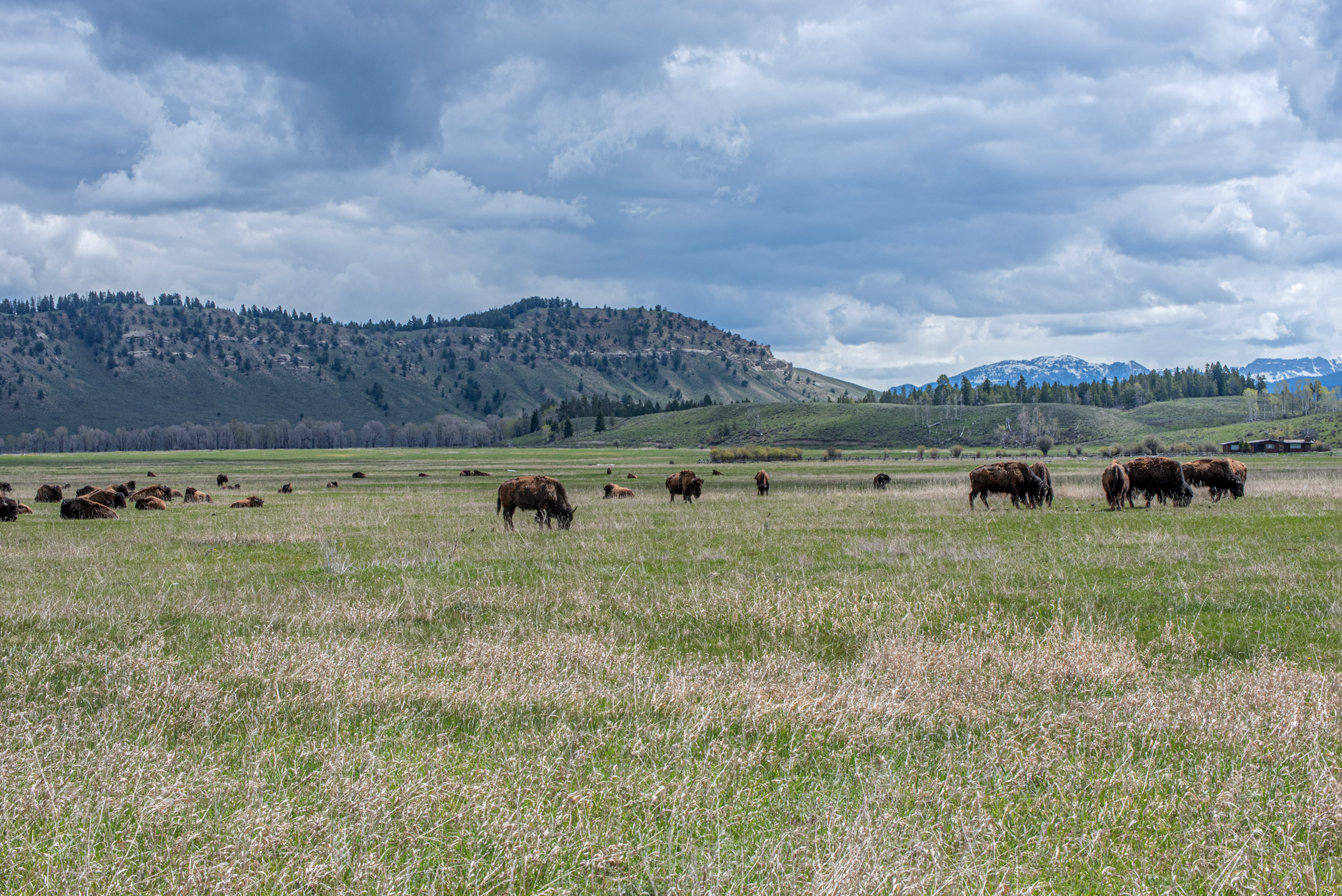 Where The Buffalo Roam — A herd of buffalo grazes the open plains outside Yellowstone National Park