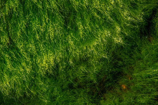 Brushstrokes in Green — Waves of green sweep across Acadia National Park like strokes from a painter's brush
