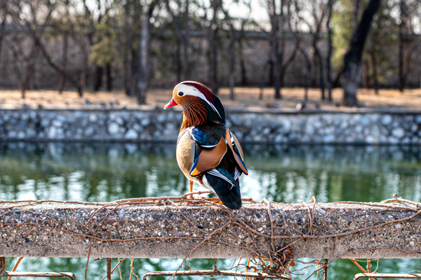 Mandarin Duck — A mandarin duck in full color pauses on a ledge at Beijing's Summer Palace
