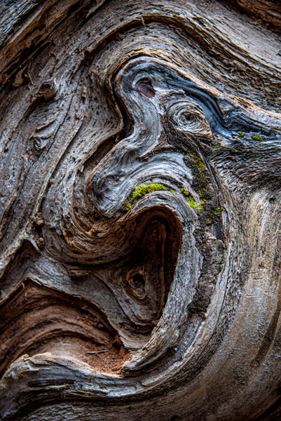The Grain of Giants — Centuries of growth swirl through the weathered grain of a Mariposa Grove sequoia