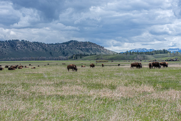 Where The Buffalo Roam — A herd of buffalo grazes the open plains outside Yellowstone National Park