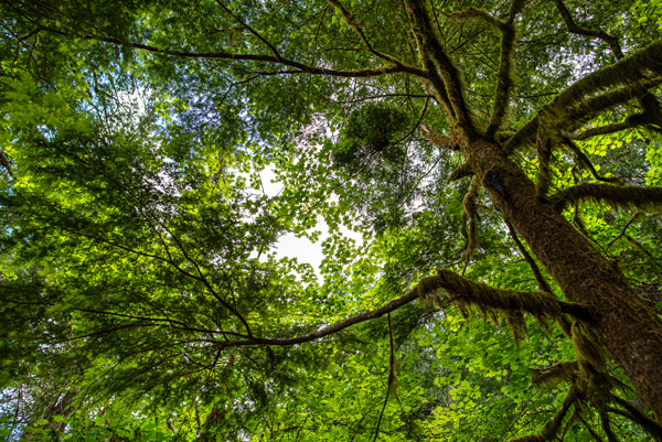Trees of the North Cascades — Looking up through the mossy canopy of Washington's North Cascades