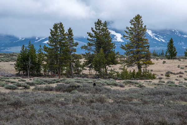 Little Bear, Big World — A grizzly cub, small against the sagebrush and pines of Yellowstone, Wyoming